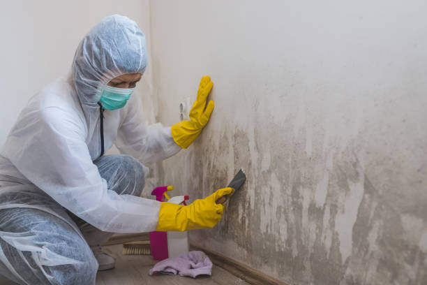 Best Residential Mold Remediation in Calcium, NY