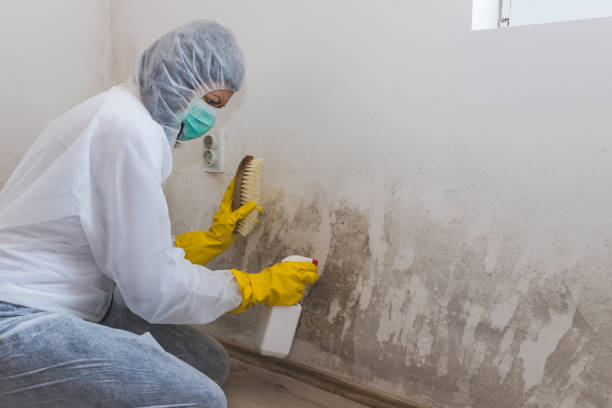 Best Industrial Mold Remediation in Calcium, NY