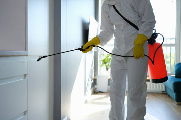 Best Black Mold Remediation in Calcium, NY