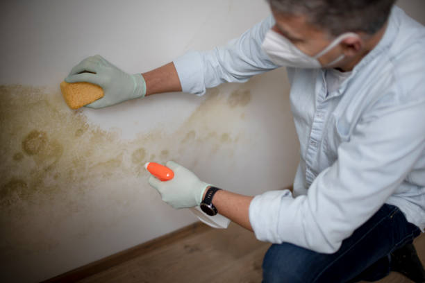 Best Bathroom Mold Remediation in Calcium, NY