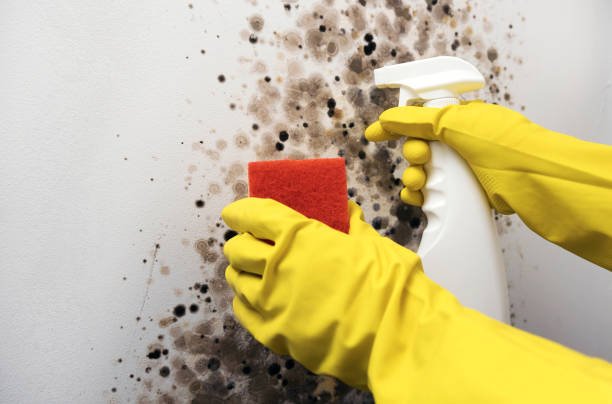 Best Basement Mold Remediation in Calcium, NY